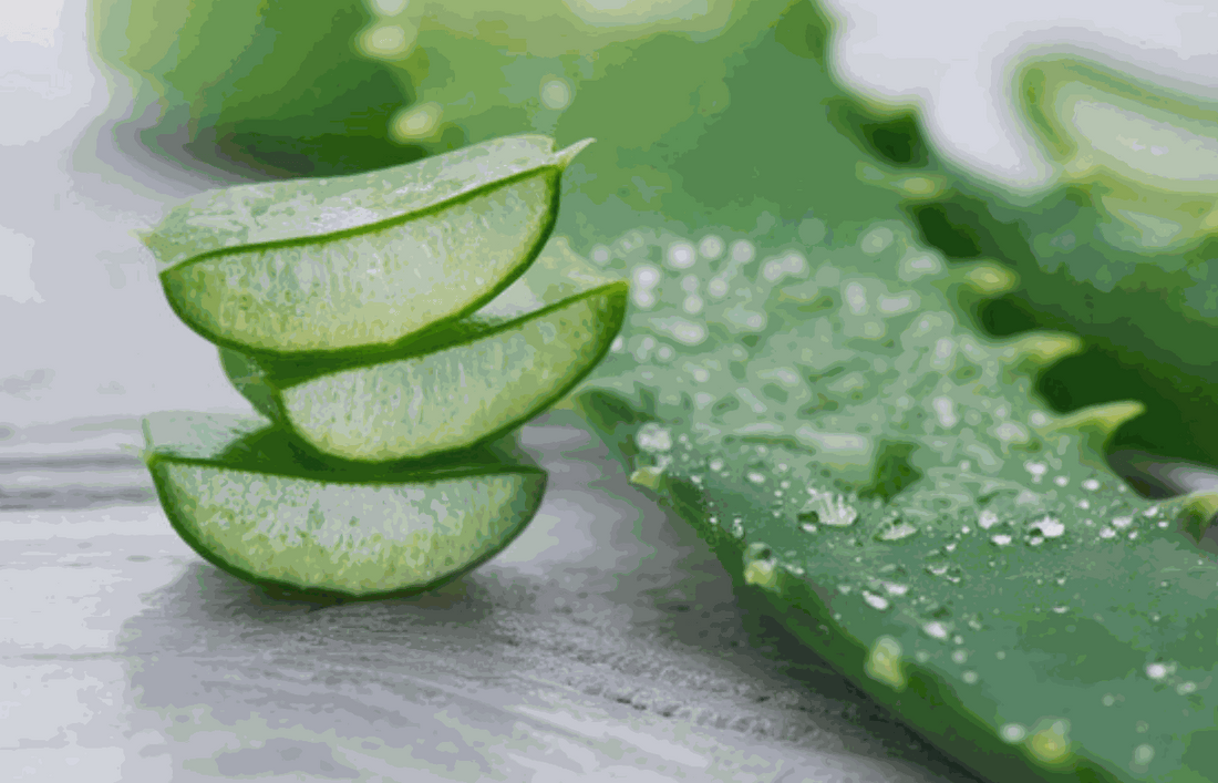 Aloe Vera Benefits